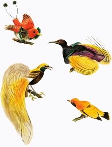 Paradijsvogels