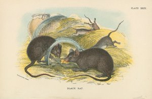 Zwarte rat door English School