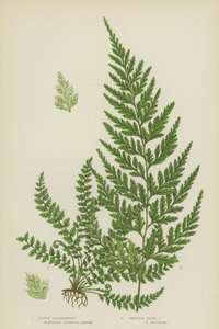 Zwarte miltkruid, gladde rots-miltkruid
