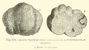 Zwarte Truffel (Tuber melanospermum); Een ondergrondse schimmel door English School