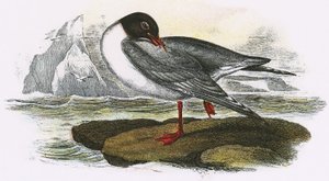 Zwartkopmeeuw