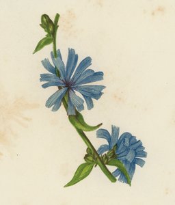 Blauwe Cichorei, Cichorium Intybus door English School