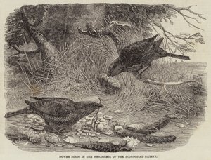 Tuinvogels in de menagerie van de Zoological Society (gravure) door English School