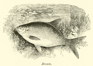 Brasem