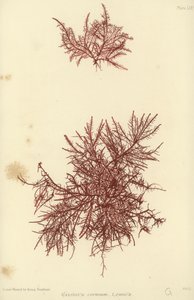 Brits Zeewier (natuur gedrukt)