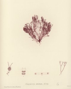 Brits Zeewier (natuur gedrukt)
