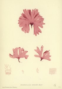 Brits Zeewier (natuur gedrukt)