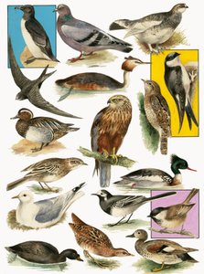 Britse vogels door English School