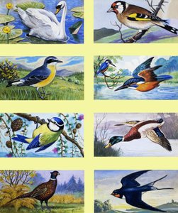 Britse vogels montage door English School