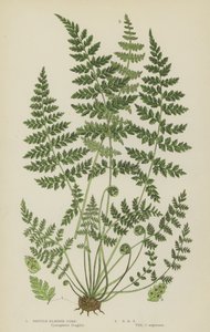 Brosse Blaasvaren (kleur litho)