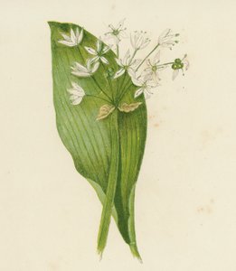 Breedbladige Knoflook; of, Daslook, Allium Ursinum