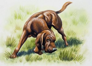Bruine hond