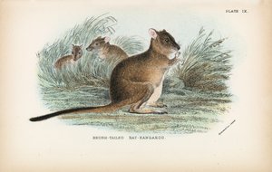 Borstelstaart rat-kangoeroe