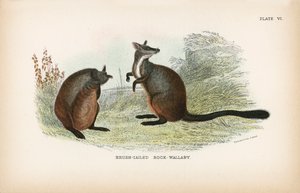 Borstelstaartrotswallaby