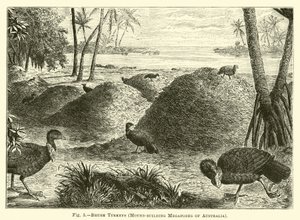 Borstelkalkoenen, Hoopbouwende Megapoden van Australië door English School