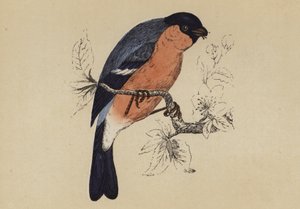 Goudvink