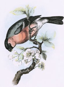 Goudvink