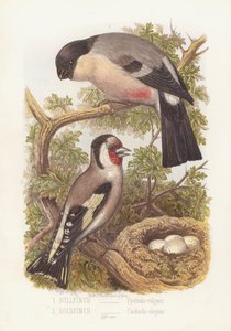 Goudvink, Pyrrhula Vulgaris en Putter, Carduelis Elegans door English School