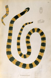 Bungarum Pamah Slang uit Een Verslag van Indiase Slangen verzameld van de Kust van Coromandel door Patrick Russell, Londen, 1796