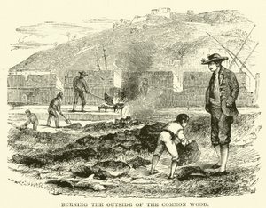 Het buitenste van het gewone hout verbranden (gravure) door English School
