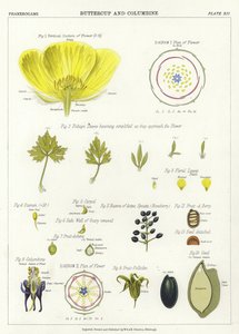 Boterbloem en Akelei