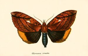 Vlinders