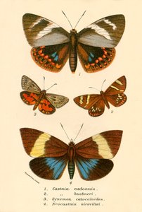 Vlinders
