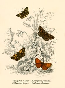 Vlinders