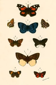 Vlinders