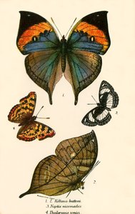 Vlinders