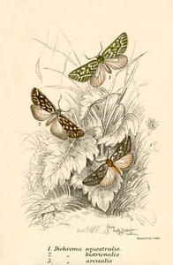 Vlinders