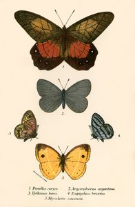 Vlinders