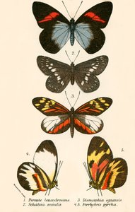 Vlinders