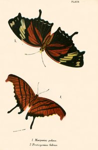 Vlinders
