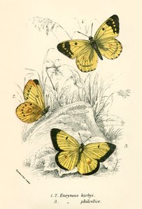 Vlinders