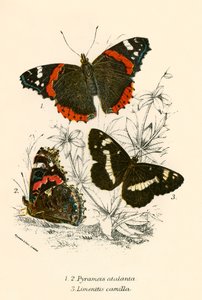 Vlinders