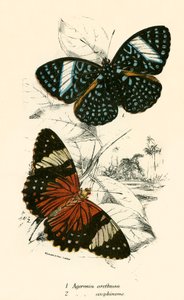 Vlinders