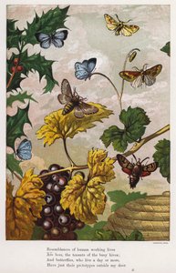Vlinders, motten, wijnstokken en hulst (gekleurde gravure)