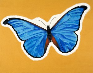 Vlinder