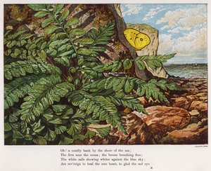 Vlinder en varen aan de voet van een klif bij de zee door English School