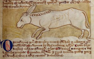 Ezel, uit Bestiarium