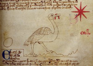 CCA-LitMs/D/10 fol. 16r Struisvogel, uit Bestiarium door English School