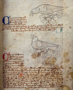 CCA-LitMs/D/10 fol. 20r Raaf en Kraai, uit Bestiarium door English School