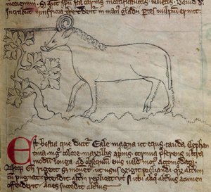 Yale, uit Bestiarium