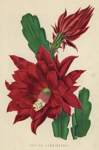 Cactus Jenkinsonii