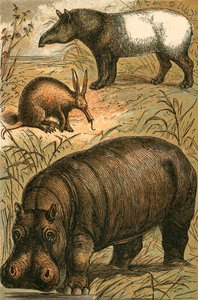 Kaapse Miereneter, Maleise Tapir en Nijlpaard door English School