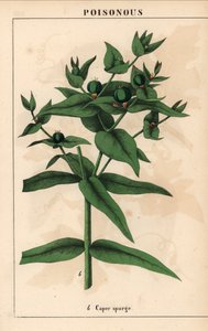 Wolfsmelk met groene zaden, Euphorbia lathyris, uit 