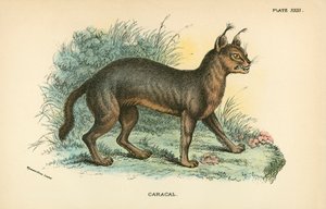 Caracal