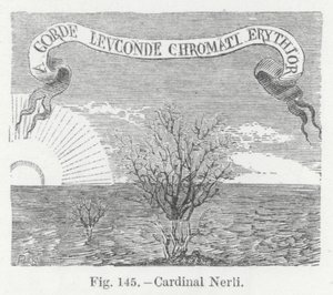 Kardinaal Nerli (gravure) door English School