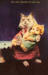 Kat en kitten